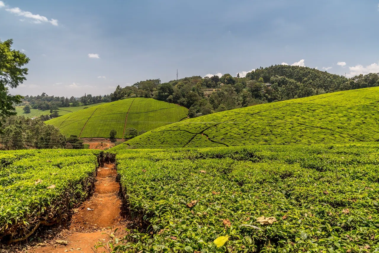 Comment organiser l'excursion d'une journée aux fermes de thé de Limuru depuis Nairobi