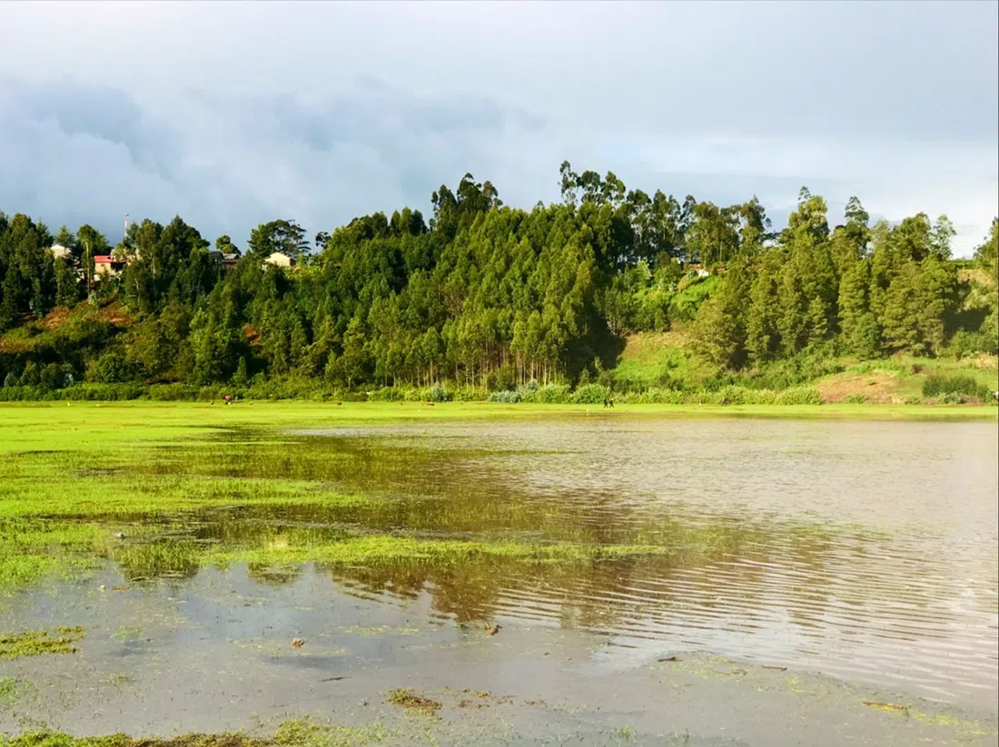 Manguo Swamp, Nairobi