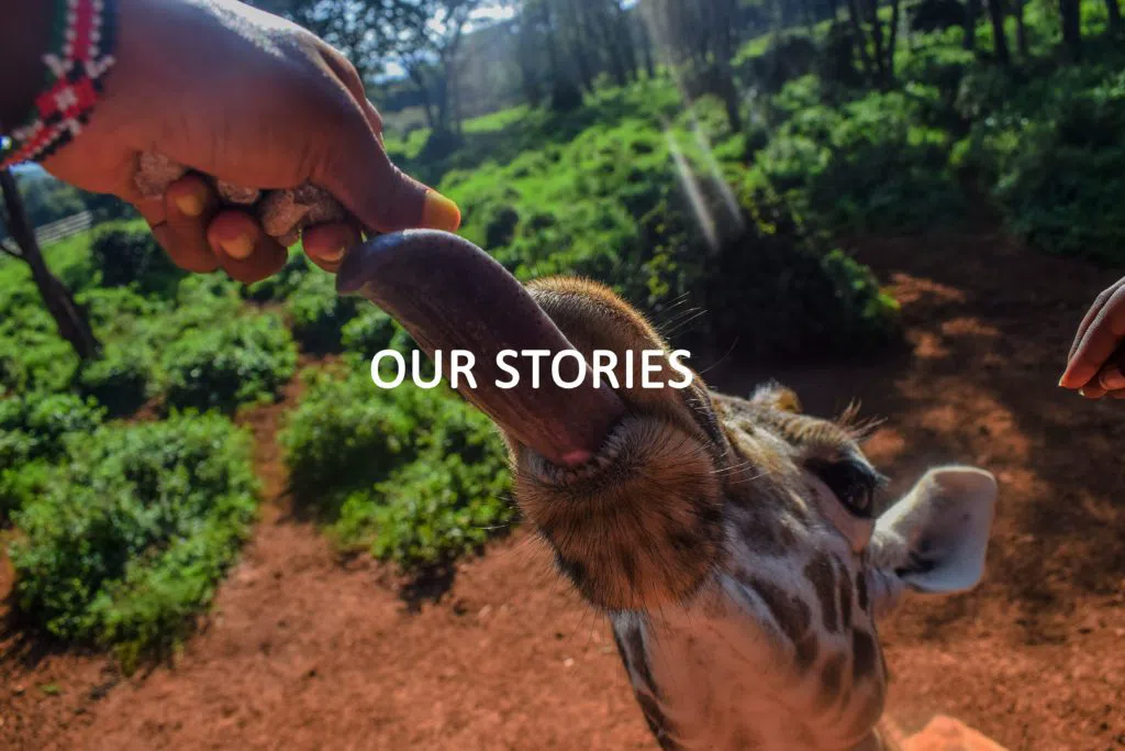Centro de Jirafas, Nairobi
