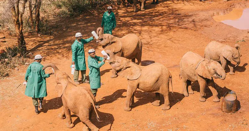 Vivero de Nairobi del Sheldrick Wildlife Trust, Nairobi