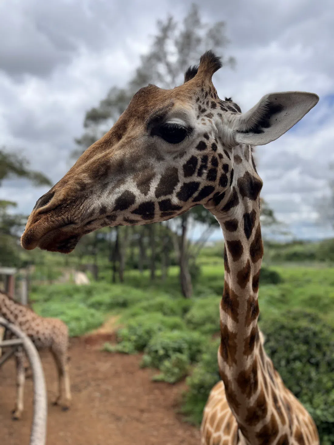 Giraffe Centre, Nairobi