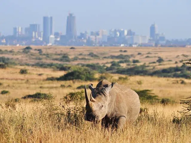 Before Nairobi Wakes: A Dawn Ride Past Lions and Giraffes