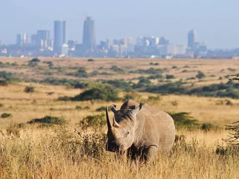 Before Nairobi Wakes: A Dawn Ride Past Lions and Giraffes