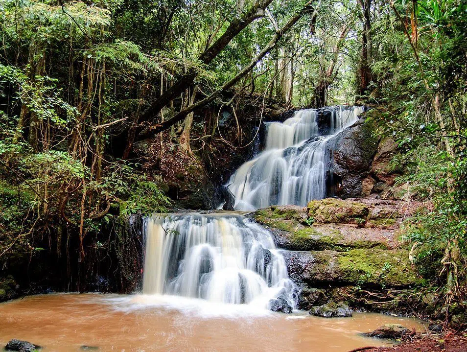 Karura Forest, Nairobi