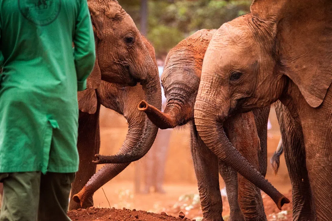Sheldrick Wildlife Trust, Nairobi