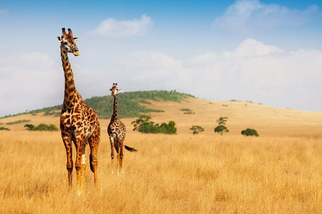 Maasai Mara National Reserve,内罗毕