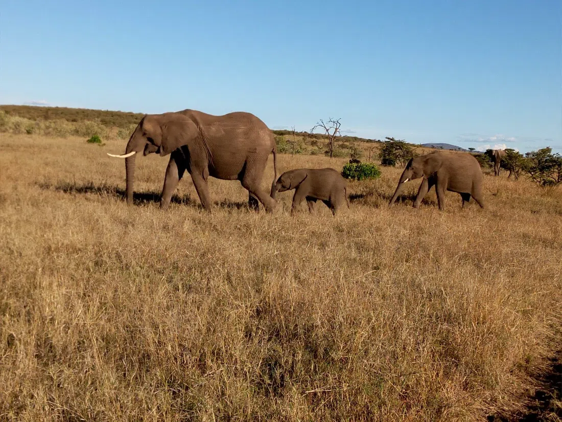 Mara Naboisho Conservancy, 内罗毕