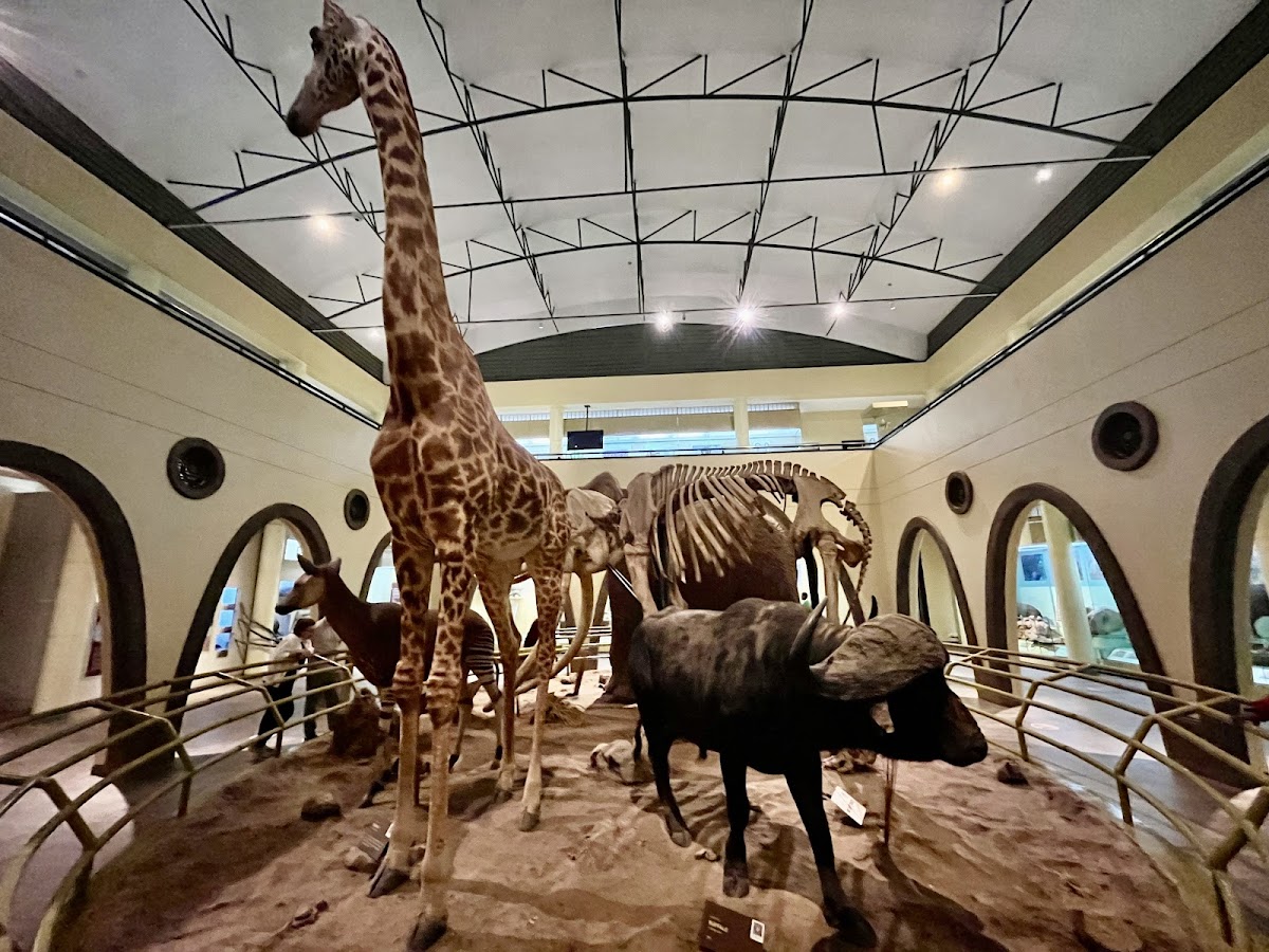 Nairobi National Museum, Nairobi