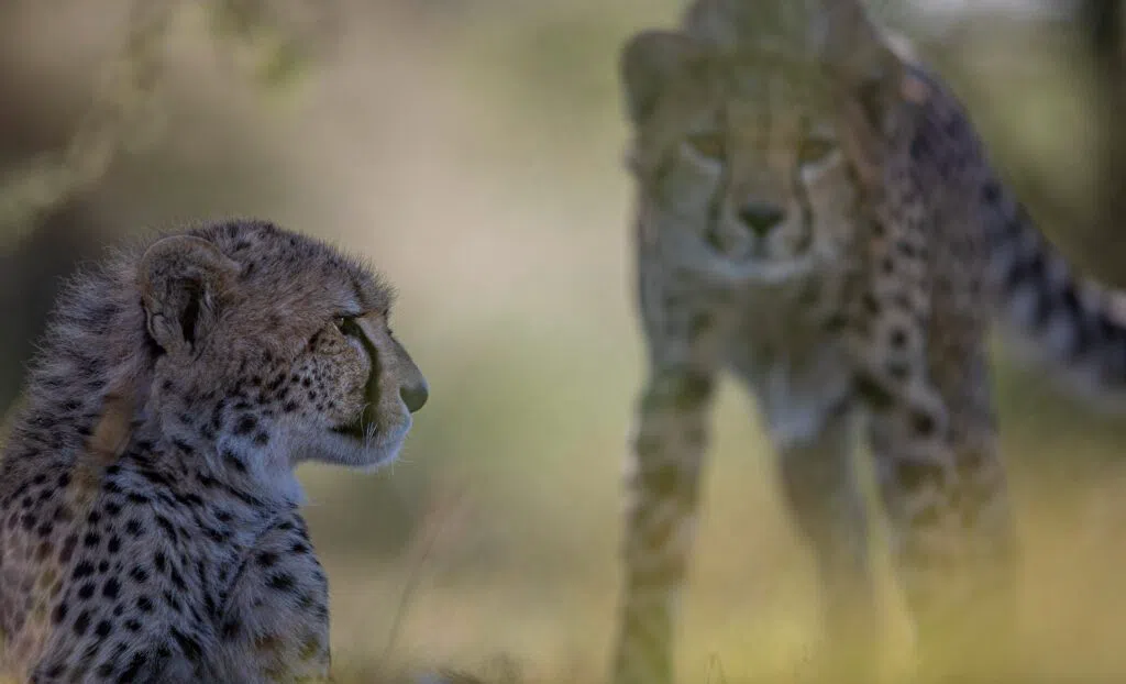 Kicheche Laikipia Camp, Nairobi