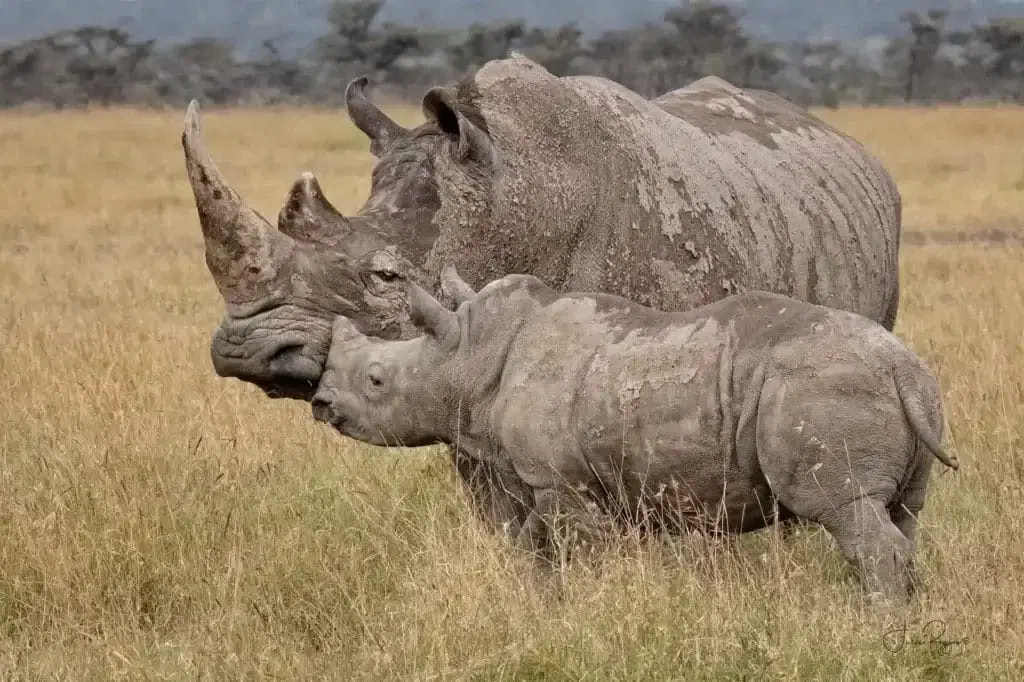 Porini Rhino Camp, Nairobi