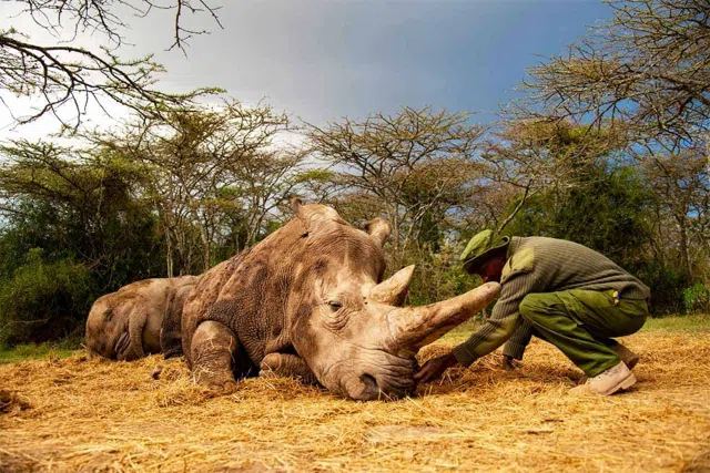 Nairobi to Ol Pejeta for Rhinos in the November Rains