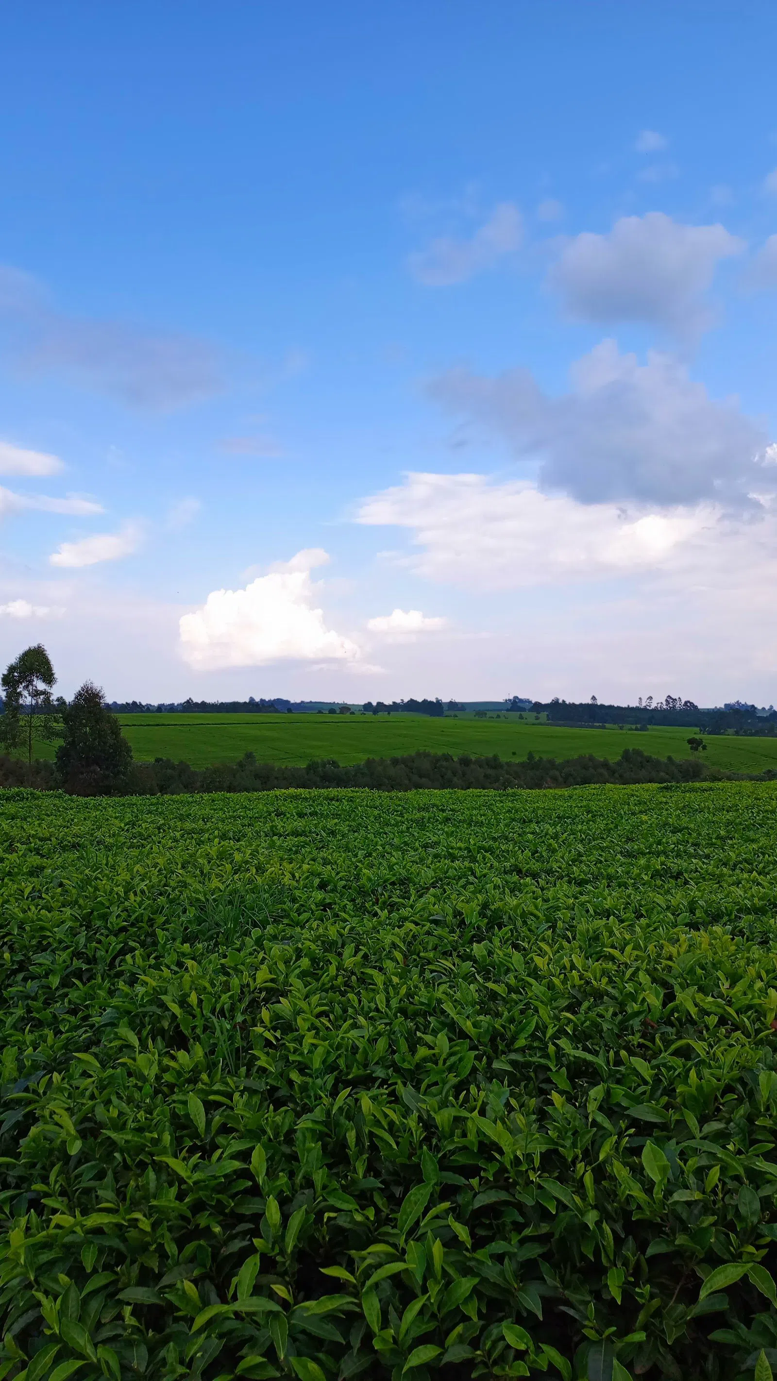 Karai Tea Estate, Nairobi