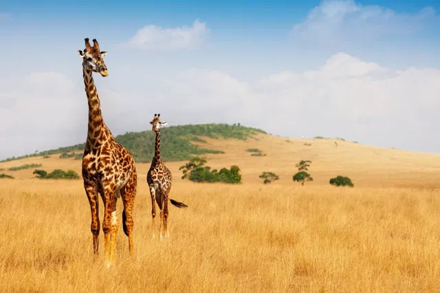 Three Days in the Mara From Nairobi by Private Land Cruiser