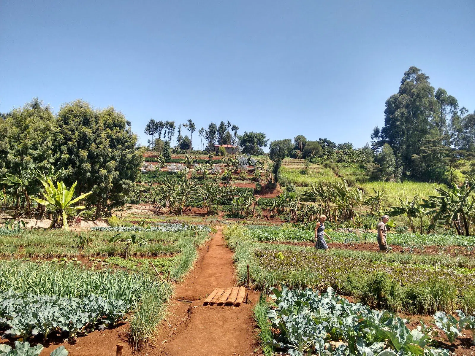 Mlango Farm, Nairobi