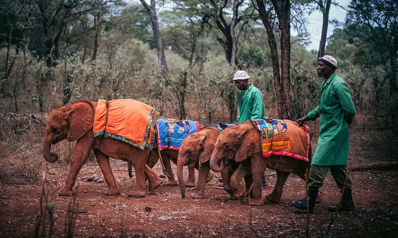 Sheldrick Wildlife Trust Nairobi Nursery, Nairobi